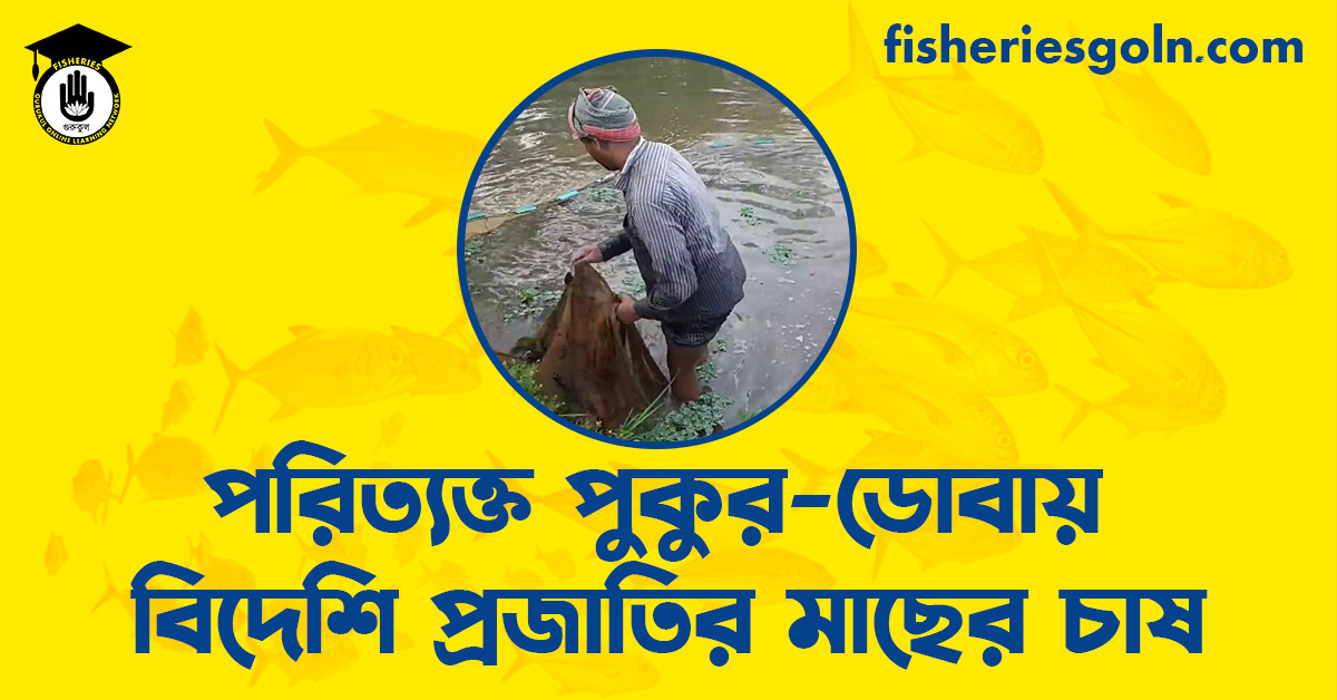 পরিত্যক্ত পুকুর-ডোবায় বিদেশি প্রজাতির মাছের চাষ