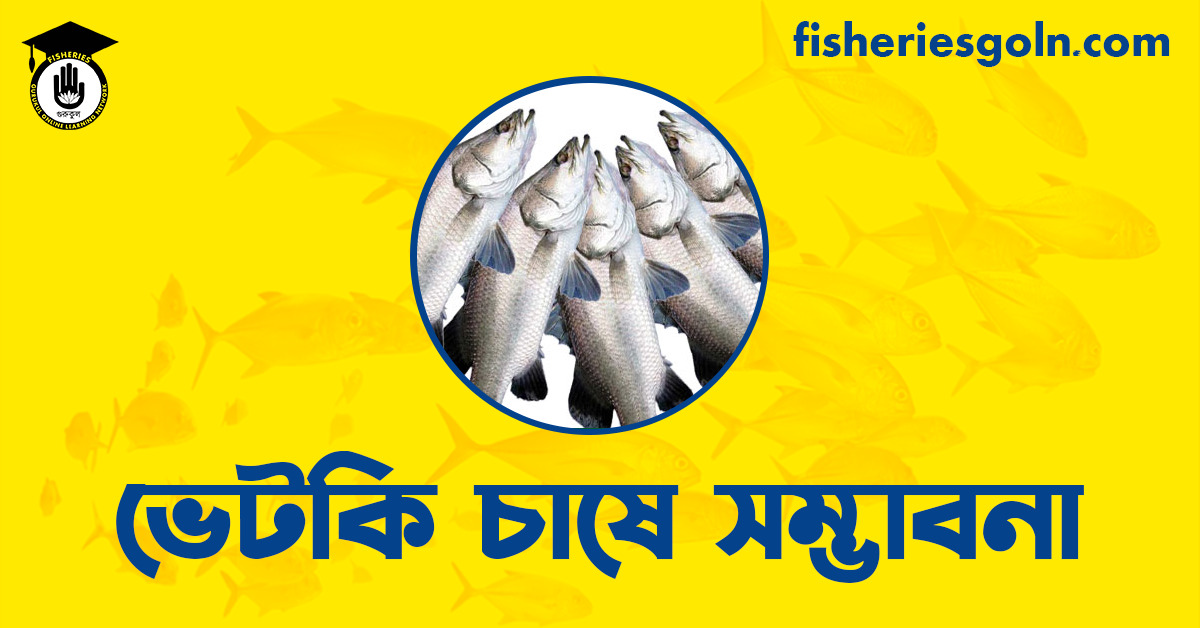 ভেটকি চাষে সম্ভাবনা
