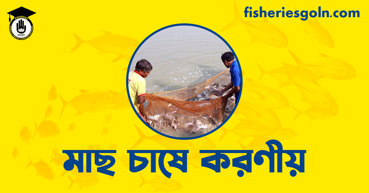 মাছ চাষে করণীয়