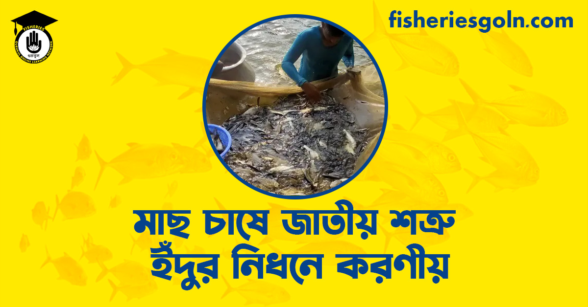মাছ চাষে জাতীয় শত্রু ইঁদুর নিধনে করণীয়