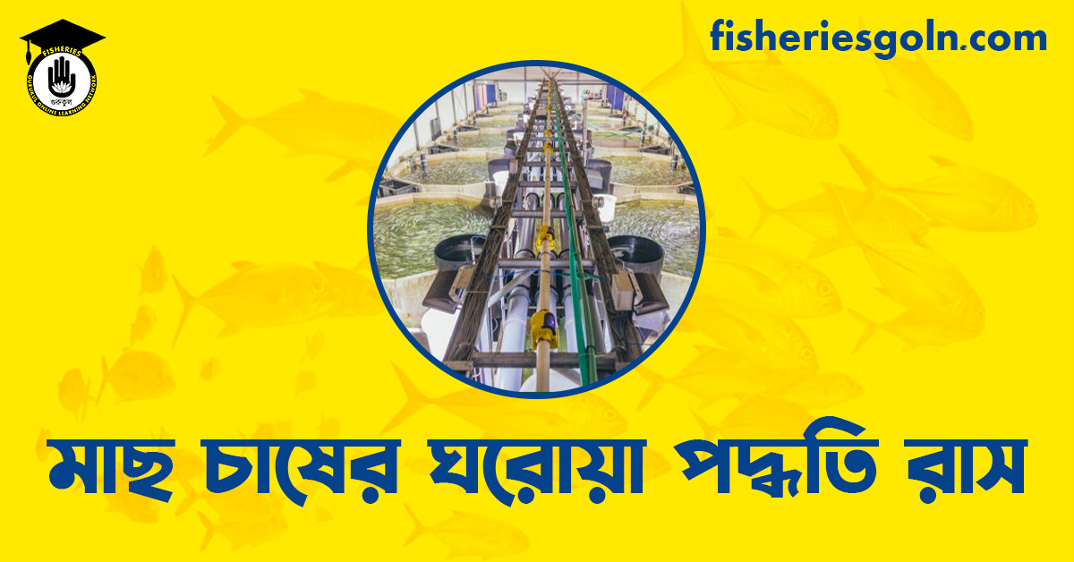 মাছ চাষের ঘরোয়া পদ্ধতি রাস