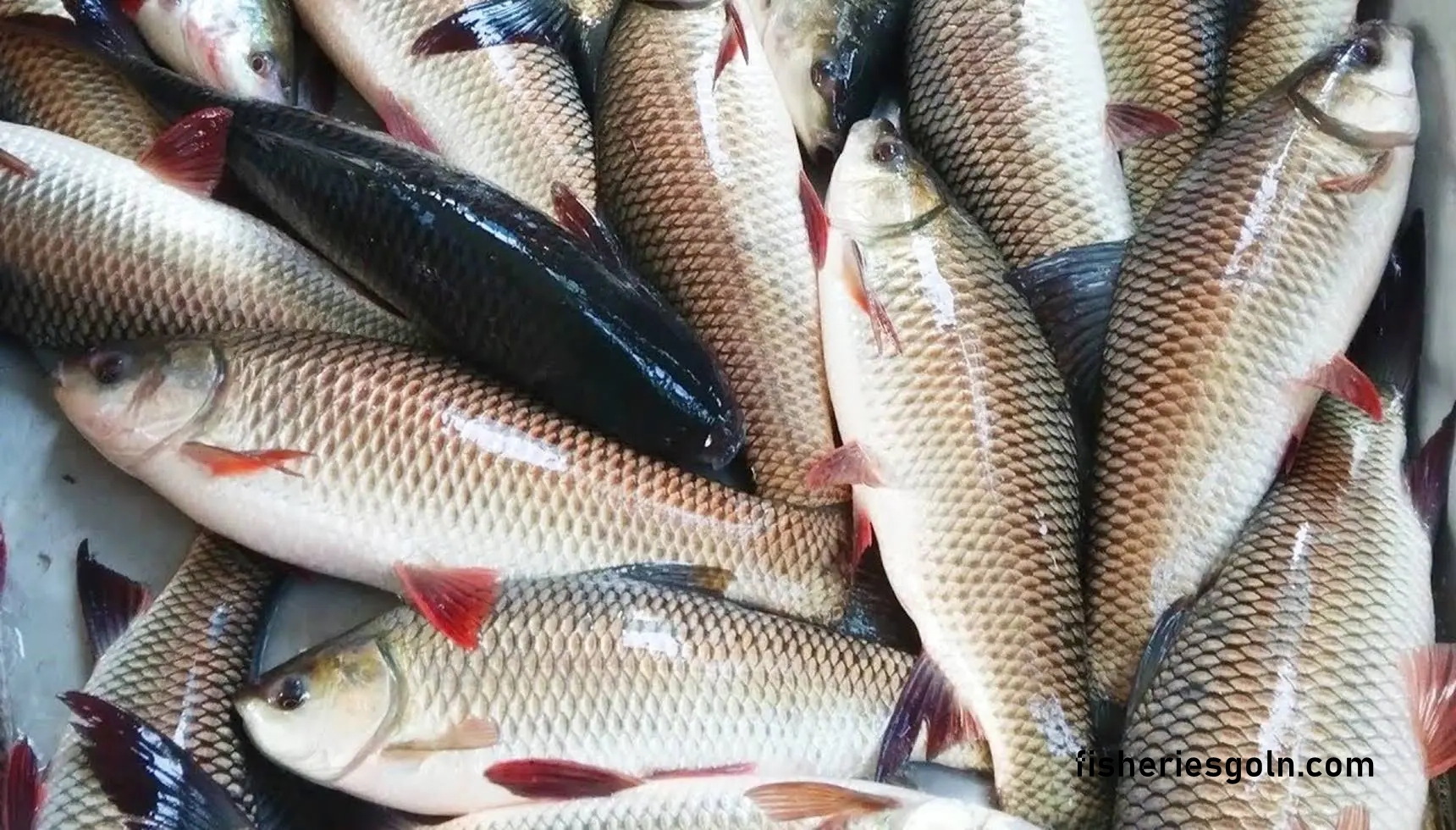 খাদ্য শিকল