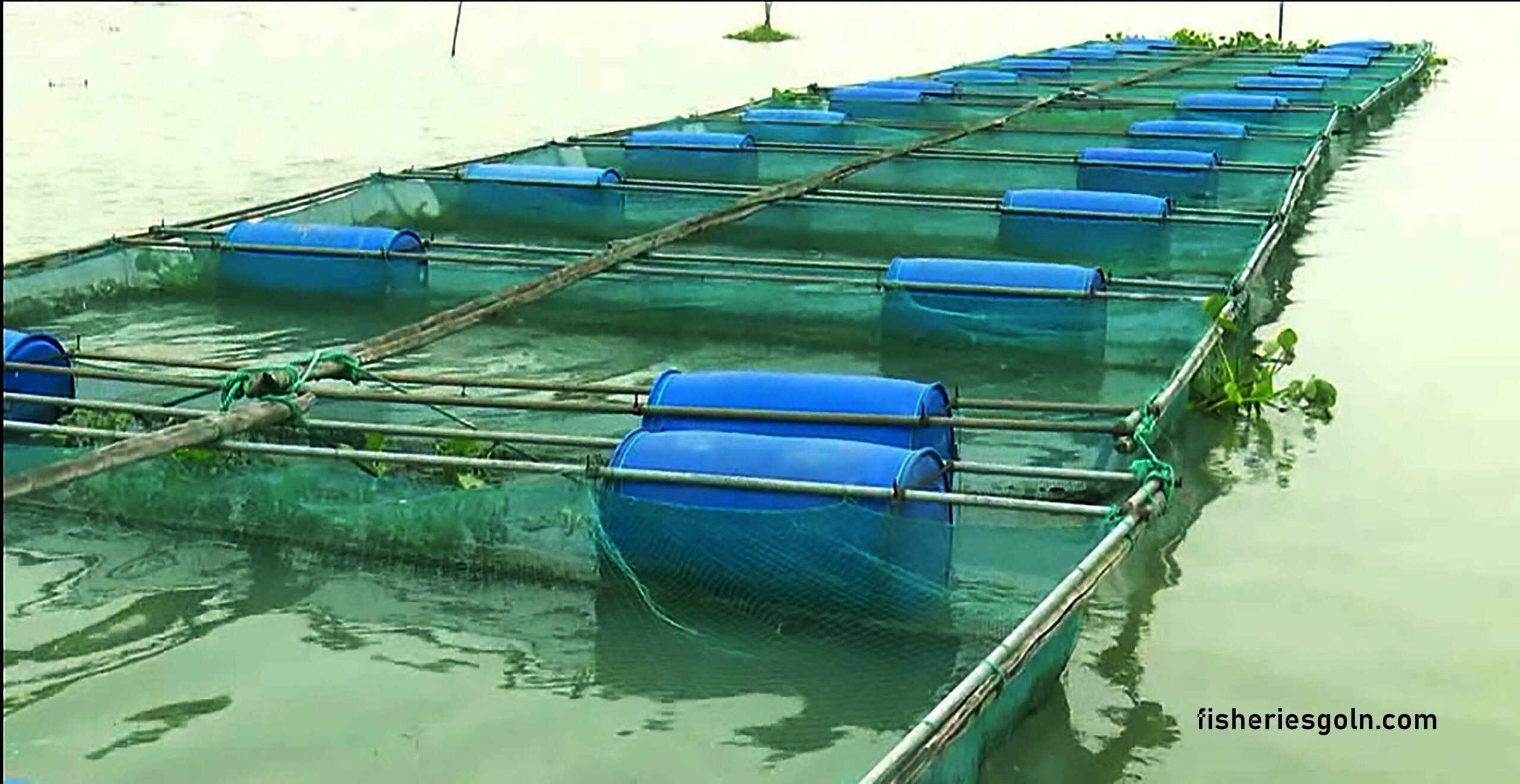 চিংড়ি চাষের বিভিন্ন পদ্ধতি