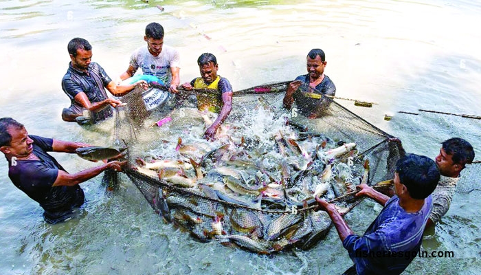 মাছ চাষকালে উদ্ভূত সমস্যা ও তার সম্ভাব্য সমাধান অনুশীলন