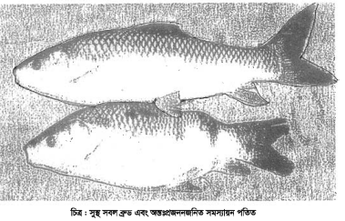 মাছের কৌলিতাত্ত্বিক উন্নয়ন ও ব্রুডস্টক ব্যবস্থাপনা