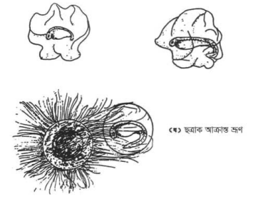 পুকুরে পোনার মড়ক