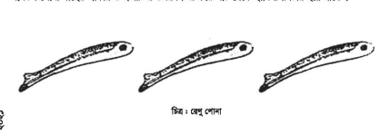 মাছের রেণুপোনা ব্যবস্থাপনা