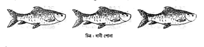 মাছের রেণুপোনা ব্যবস্থাপনা