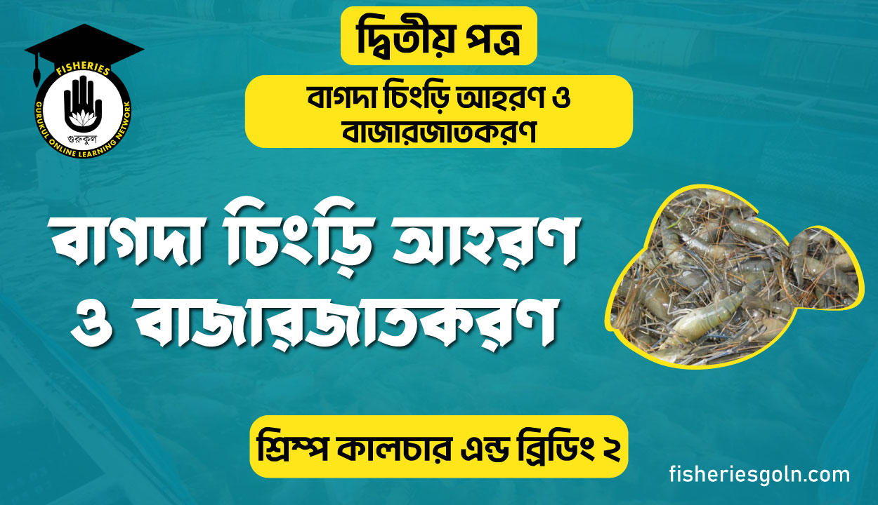 বাগদা চিংড়ি আহরণ ও বাজারজাতকরণ | অধ্যায়-১ | শ্রিম্প কালচার এন্ড ব্রিডিং-১