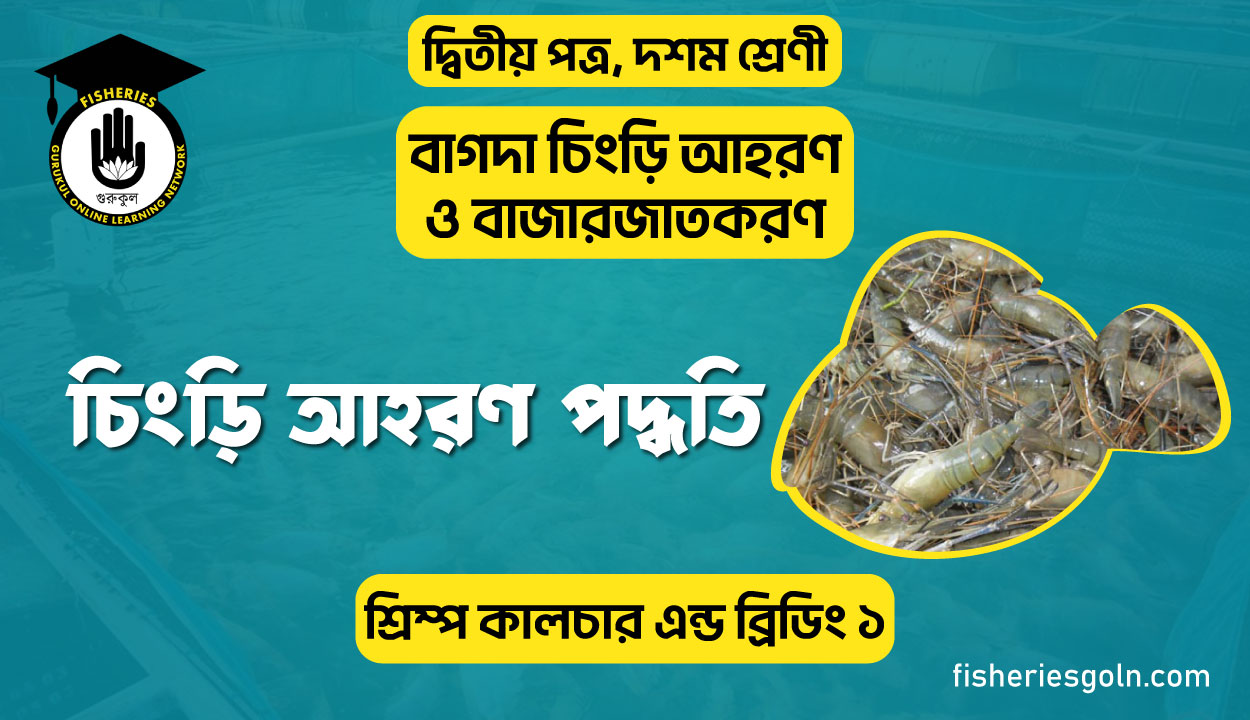 চিংড়ি আহরণ পদ্ধতি | অধ্যায়-১ | শ্রিম্প কালচার এন্ড ব্রিডিং-১