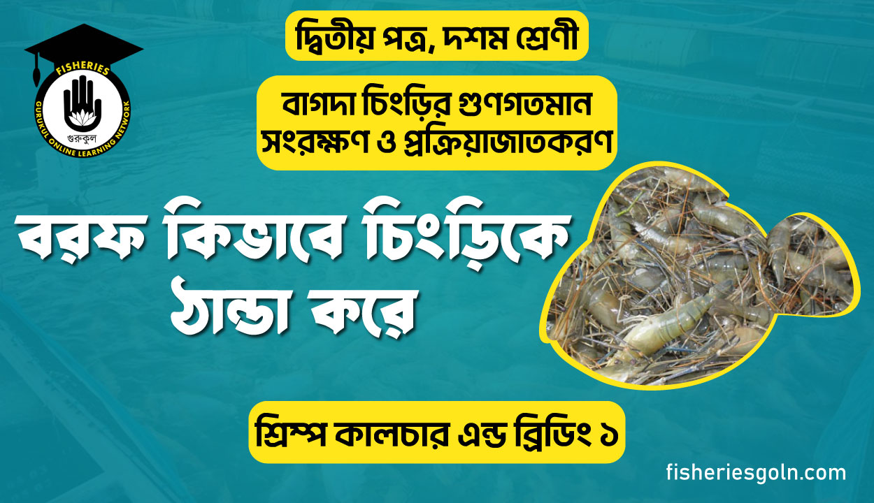 বরফ কিভাবে চিংড়িকে ঠান্ডা করে | অধ্যায়-২ | শ্রিম্প কালচার এন্ড ব্রিডিং ১