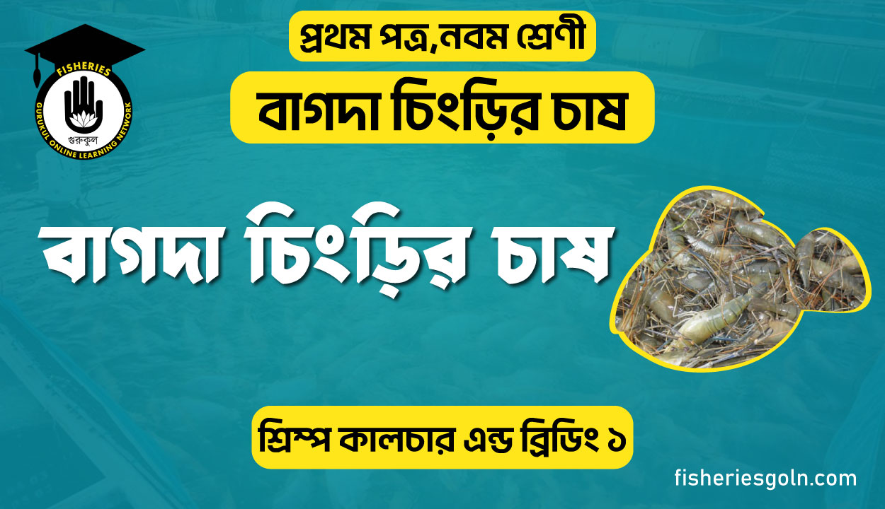 বাগদা চিংড়ির চাষ। ৩য় অধ্যায় । শ্রিম্প কালচার এন্ড ব্রিডিং ১