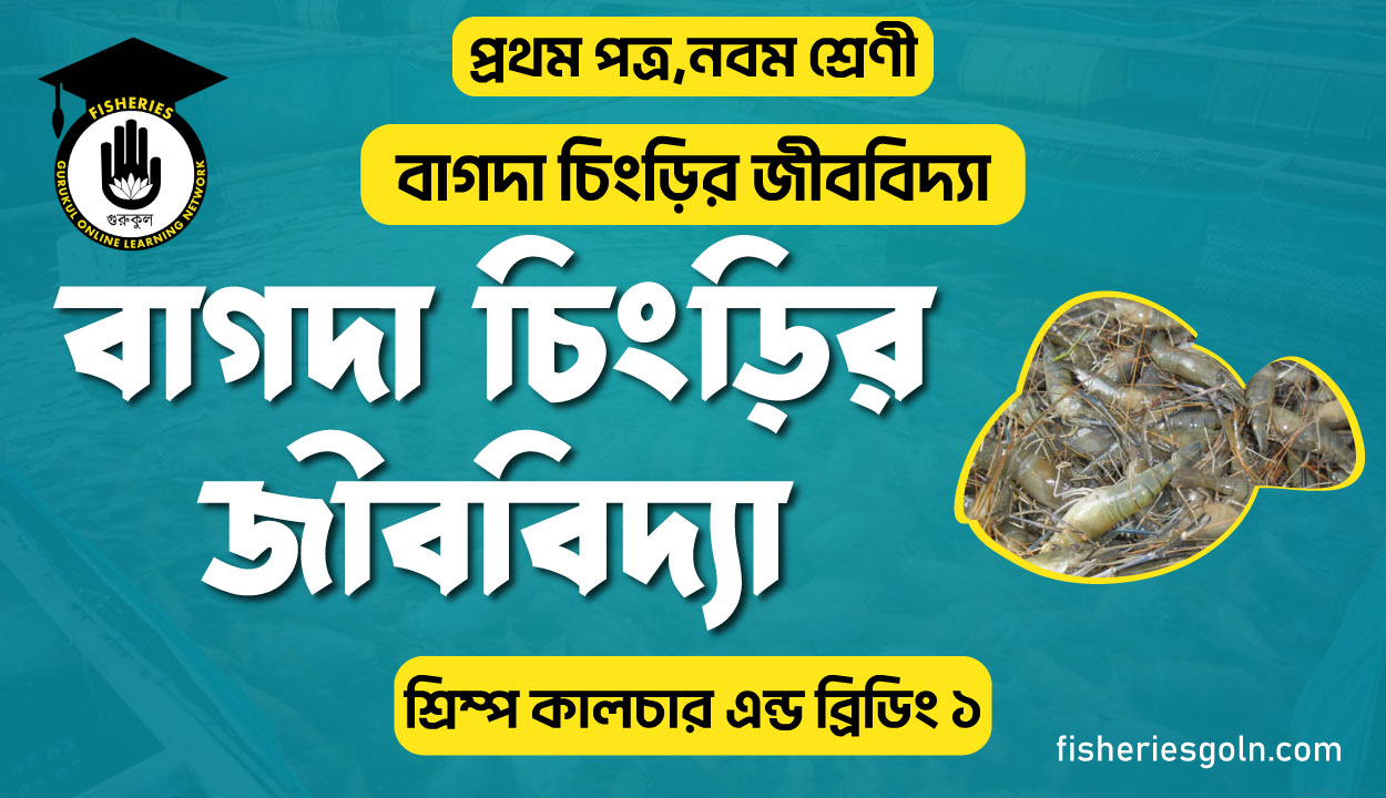 বাগদা চিংড়ির জীববিদ্যা । ২য় অধ্যায় । শ্রিম্প কালচার এন্ড ব্রিডিং ১